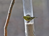 	Eurasian Siskin