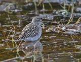 Wood Sandpiper