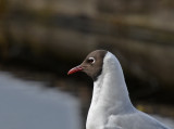 Black-headed Gull