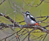 Great Spotted Woodpecker