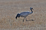 Common Crane