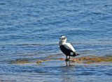Common Eider