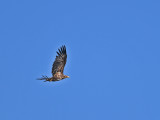 White-tailed Eagle