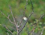 Greenish Warbler