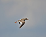 Common Redshank