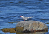 Arctic Tern