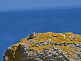 Rock Pipit