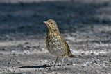 Song Thrush