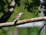 Hawfinch