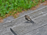 	European Pied Flycatcher