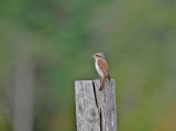 Red-backed Shrike