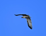 White-tailed Eagle