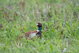 Common Pheasant