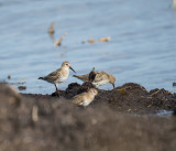 Dunlin