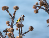 European Goldfinch