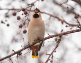 Bohemian Waxwing