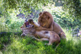 Lions, Oakland Zoo