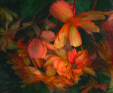 Fall Begonias