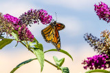 Monarch 2017