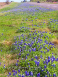 Texas 71 Bluebonnets