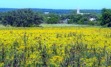 Groundsel Field