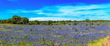 Bluebonnet Field