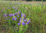 Engelmann Salvia