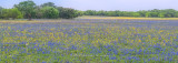 Sandyland Bluebonnet Field Pano