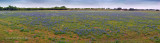 Sandyland Bluebonnet Field Pano