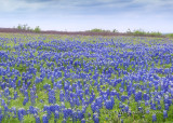 Field of Bluebonnets