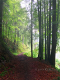 Breitnau Black Forest Walk