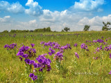 Bluebell Patch