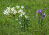 White Bluebells