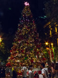 Sydney Christmas Tree