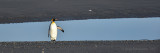 Pinguino Rey, Estancia 3 Hermanos, Tierra del Fuego, Chile