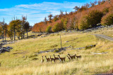 Guanacos, Tierra del Fuego, Chile