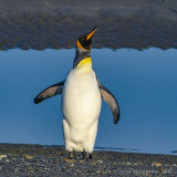 Pinguino Rey, Estancia 3 Hermanos, Tierra del Fuego, Chile