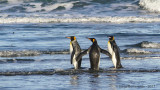 Pinguino Rey, Estancia 3 Hermanos, Tierra del Fuego, Chile