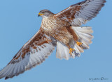 Ferruginous Hawk