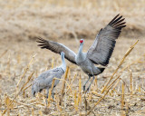 Sandhill Cranes