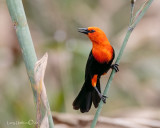 Scarlet-headed Blackbird