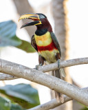 Chestnut-eared Aracari