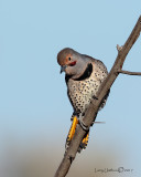 Northern Flicker(hybrid)