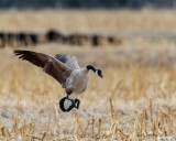 Canada Goose