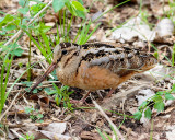 American Woodcock