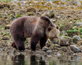 Brown Bear