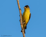 Lesser Goldfinch