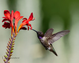 Black-chinned Hummingbird