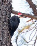 Pileated Woodpecker