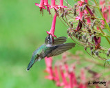 Black-chinned Hummingbird